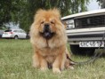 /album/ori-talpa-z-rontu-aru/talpa-senec-3-6-11-004-jpg/